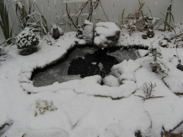 Water Garden in Winter