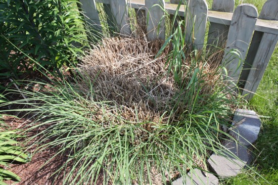 How to Divide Ornamental Grass | Backyard Gardening Blog